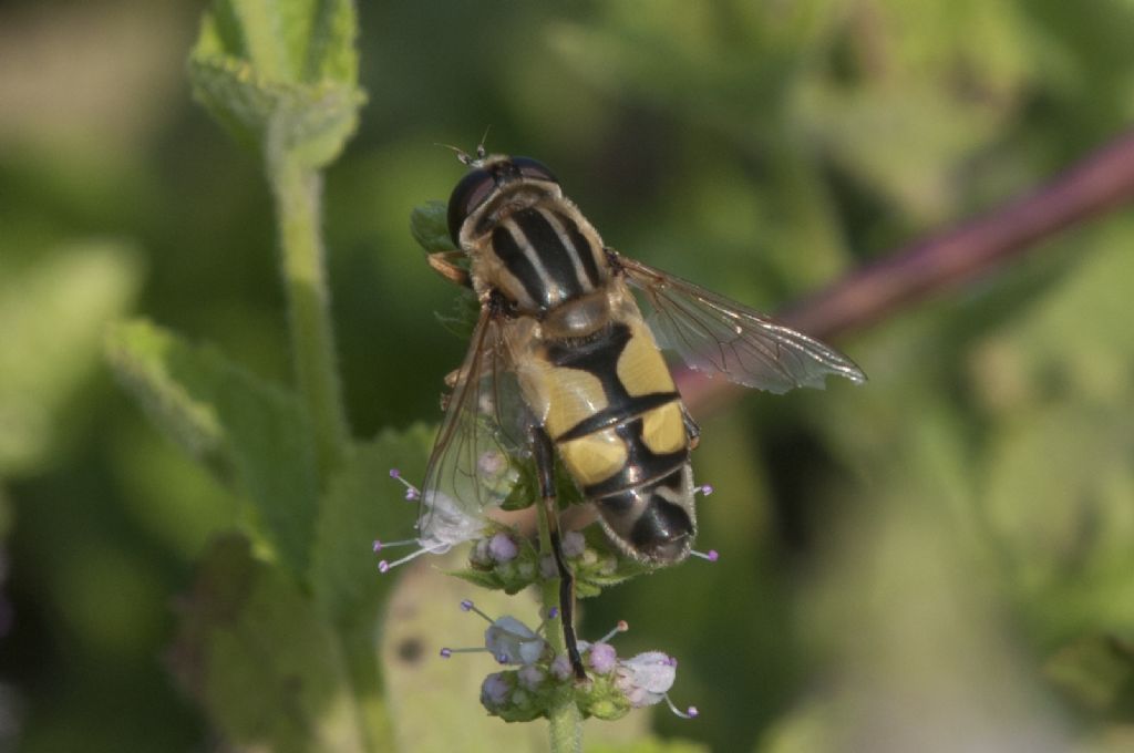 Syrphidae: Helopilus trivittatus, maschio