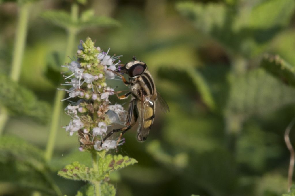 Syrphidae: Helopilus trivittatus, maschio