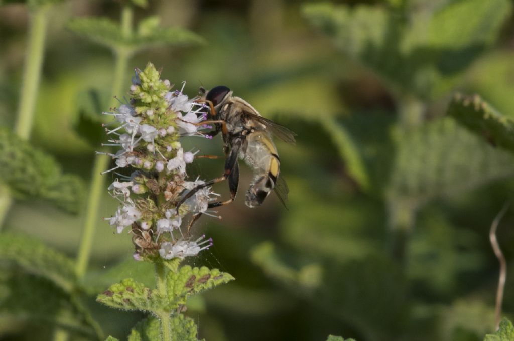 Syrphidae: Helopilus trivittatus, maschio