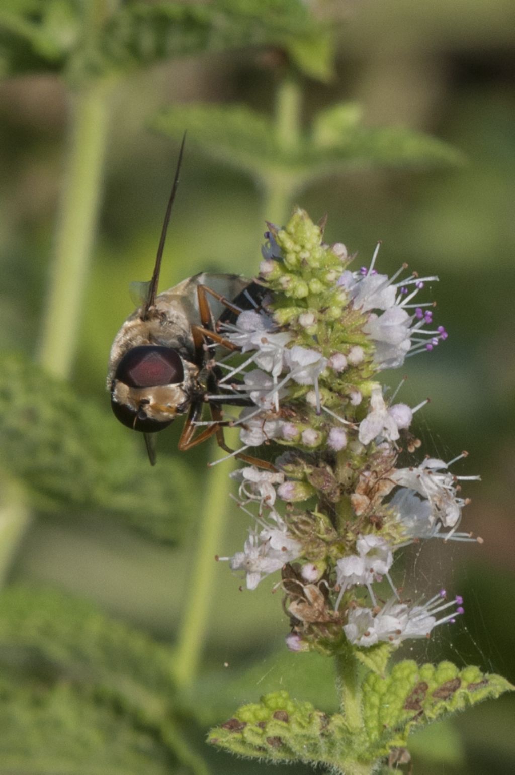 Syrphidae: Helopilus trivittatus, maschio