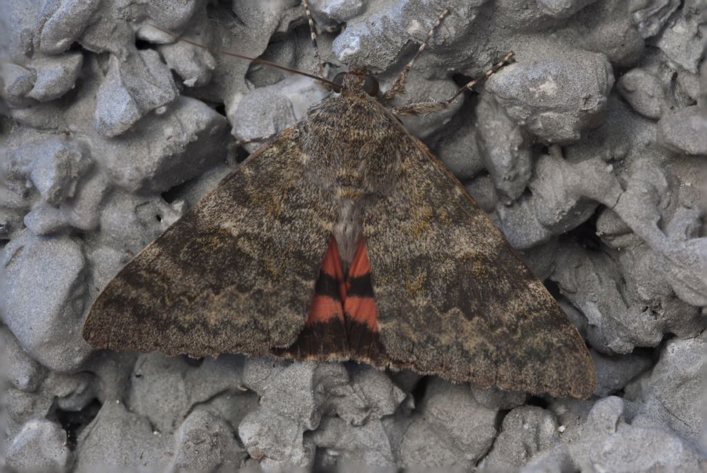 Lasiocampidae? No, Erebidae: Catocala elocata