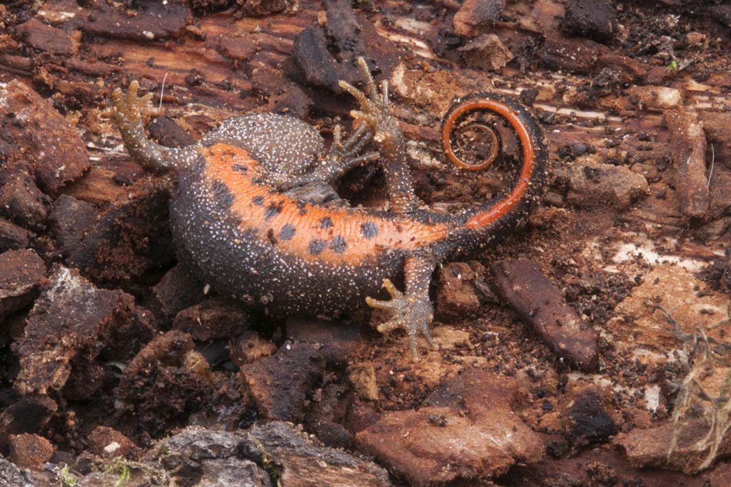 Triturus carnifex