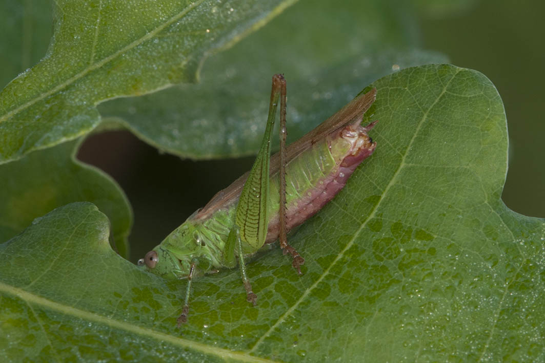 Anisoptera sp. (Conocephalidae) e Tylopsis lilifolia (Tettigoniidae)