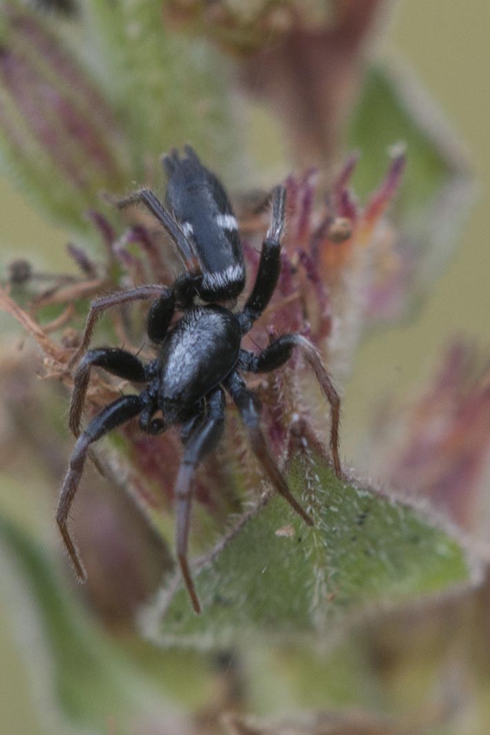 Gnaphosidae: Aphantaulax sp.   - Lucca