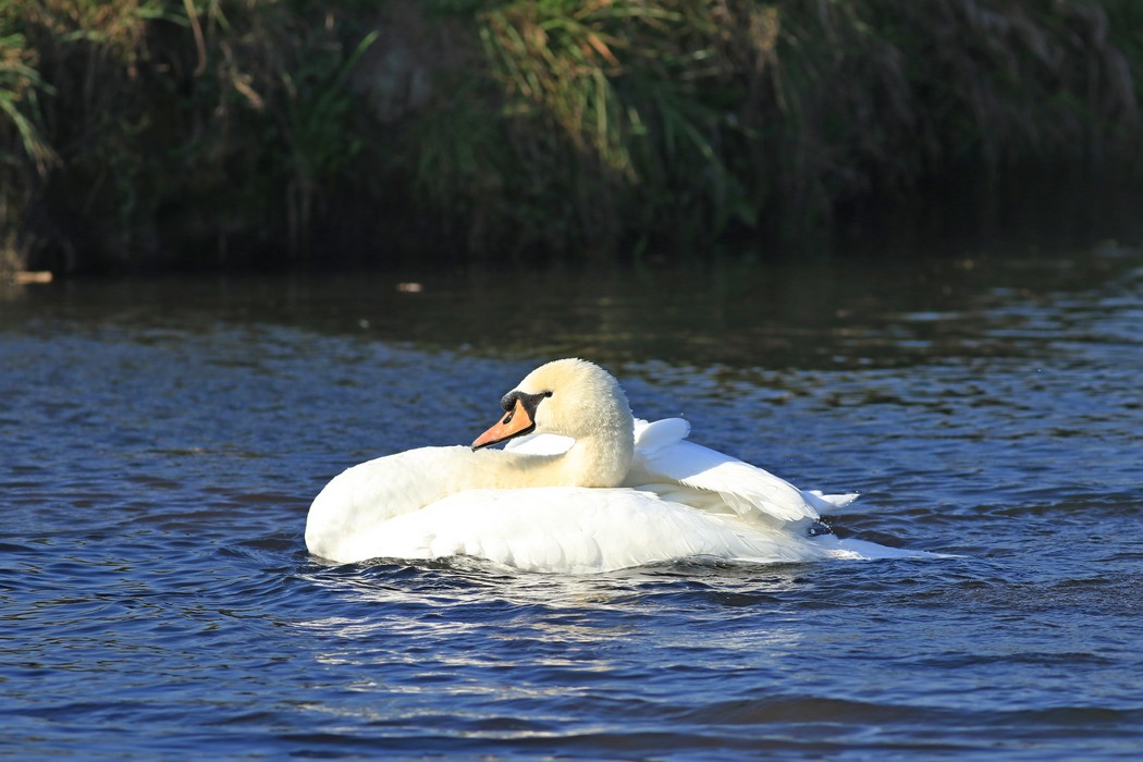 Cigno reale ( Cygnus olor ) - il bagno