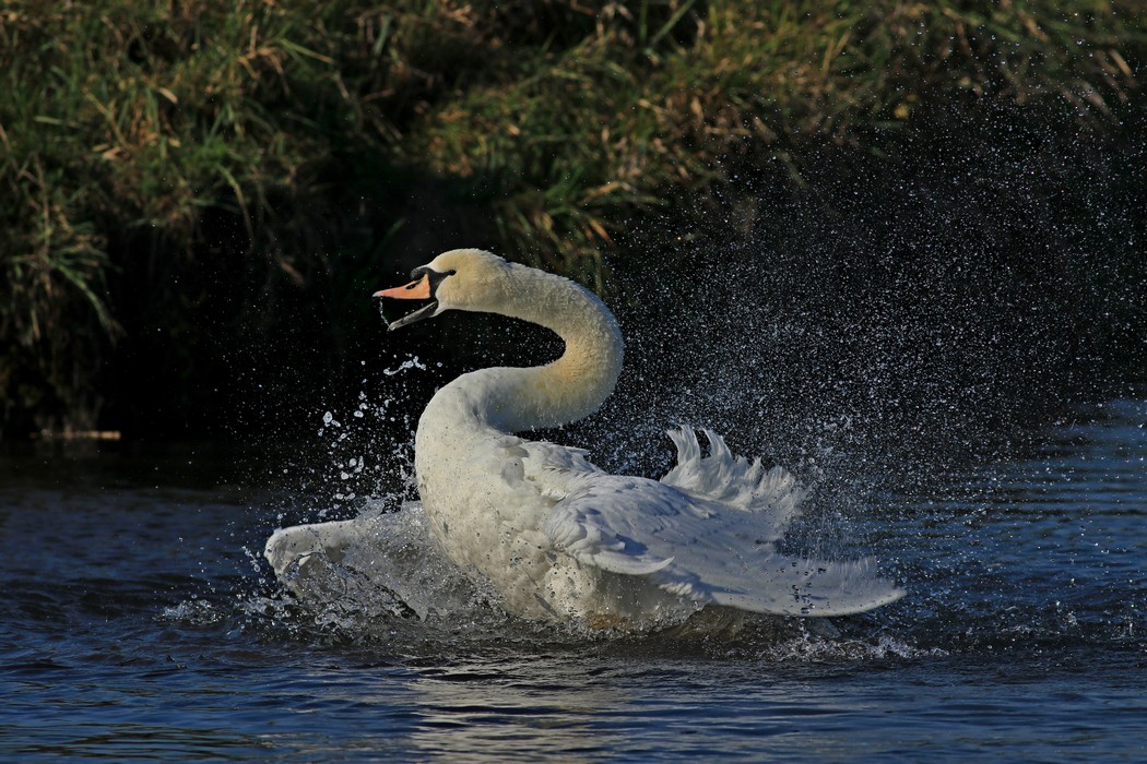 Cigno reale ( Cygnus olor ) - il bagno