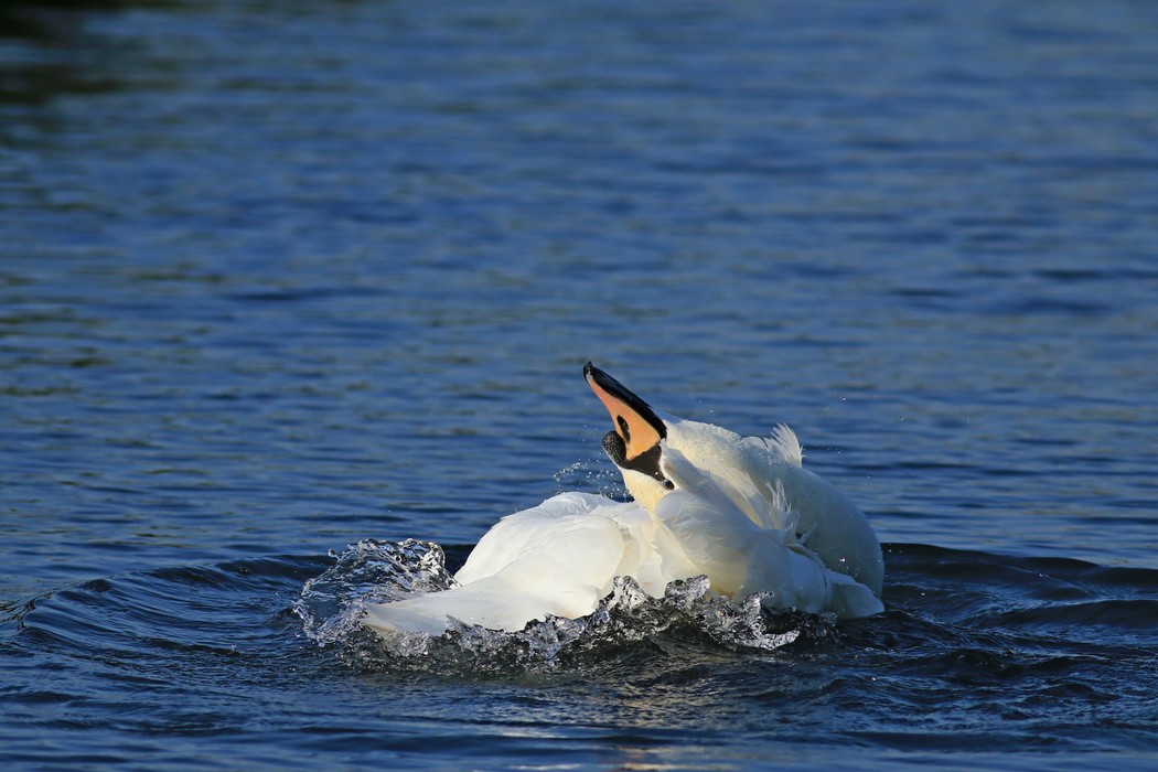 Cigno reale ( Cygnus olor ) - il bagno