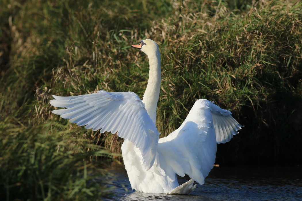 Cigno reale ( Cygnus olor ) - il bagno