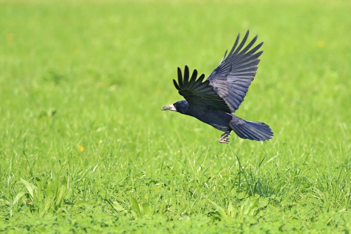 Corvo comune ( Corvus frugilegus )