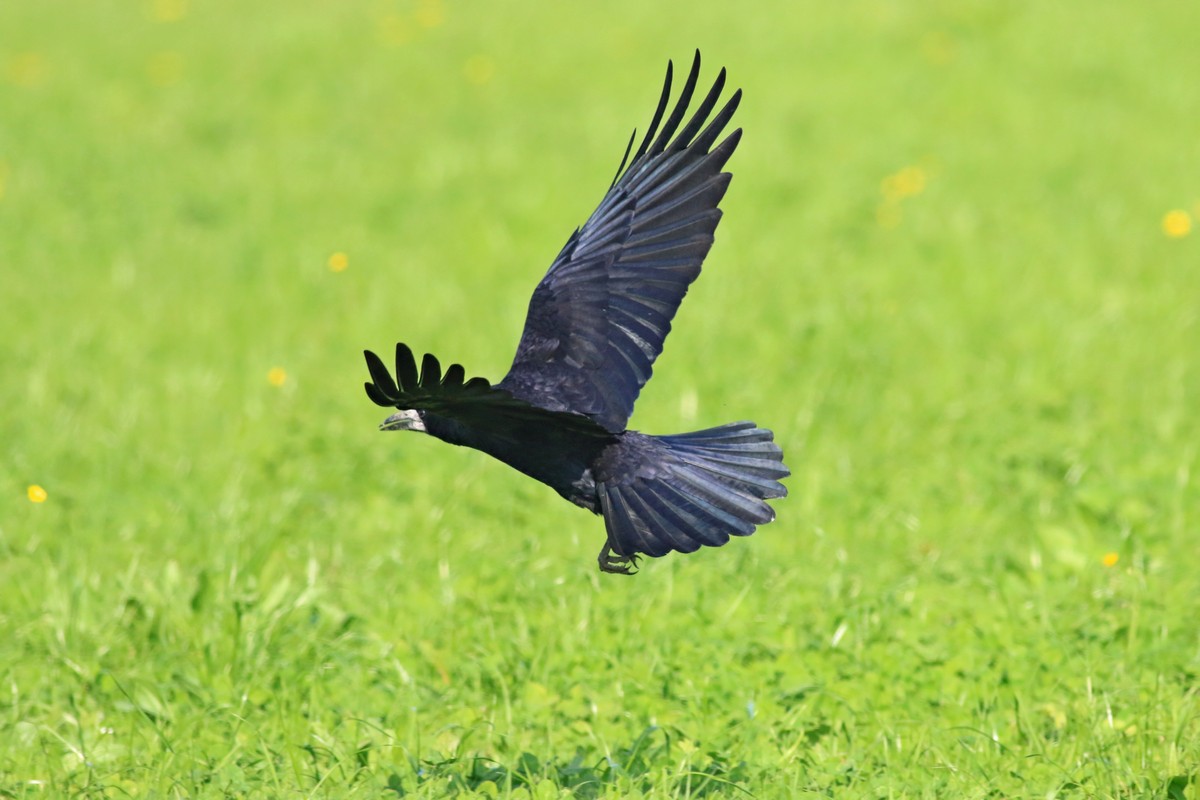 Corvo comune ( Corvus frugilegus )