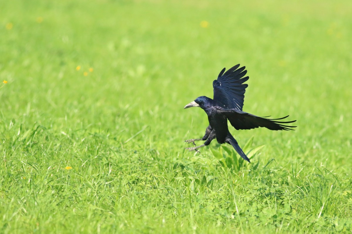 Corvo comune ( Corvus frugilegus )