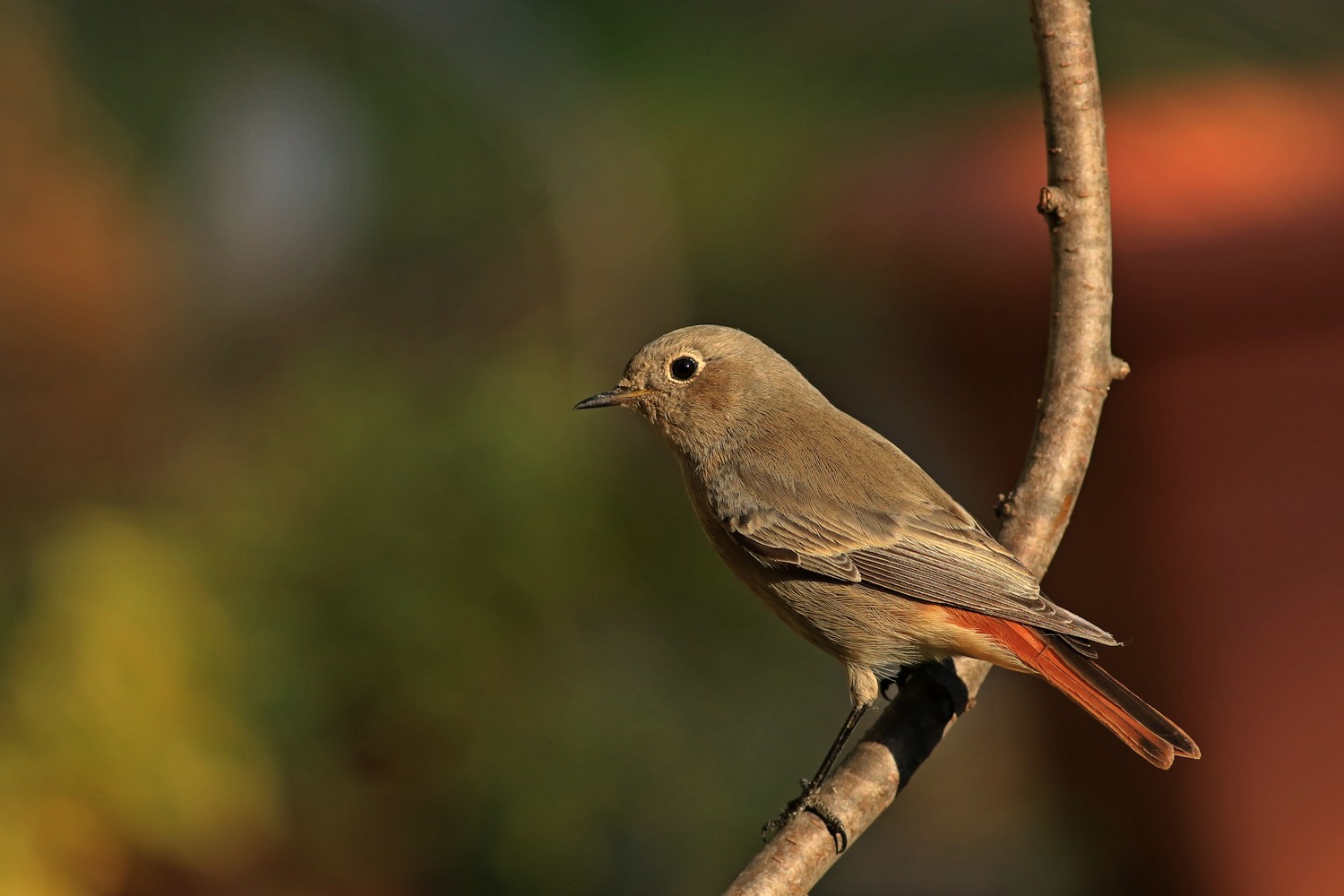 Codirosso spazzacamino (Phoenicurus ochruros) ♀