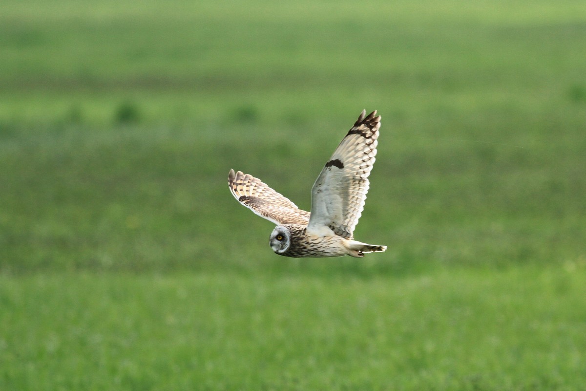 Identificazione (accipiter sp)