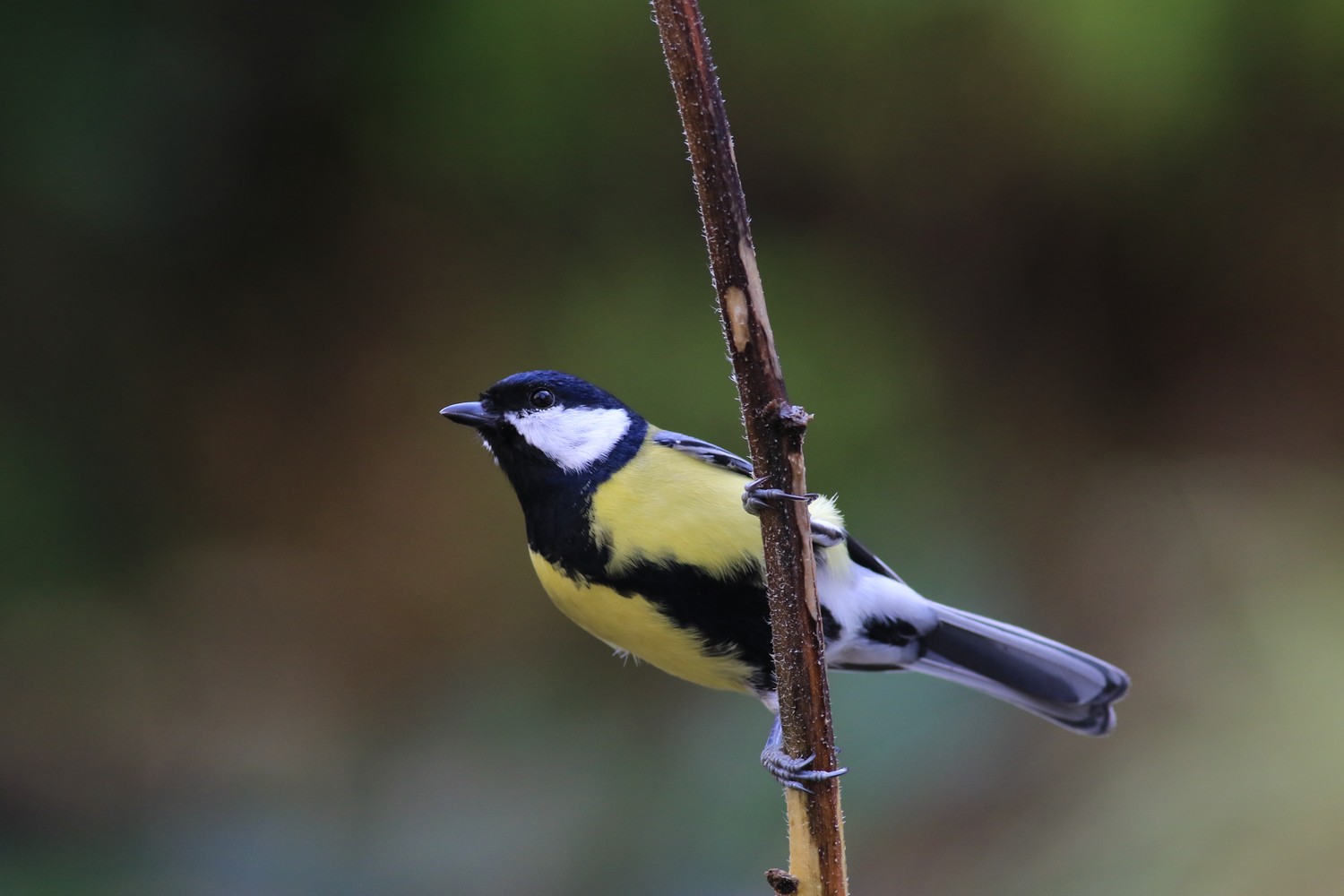 Cinciallegra (  Parus major )