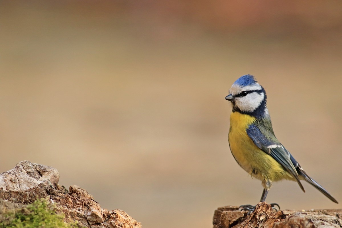 Cinciarella ( Cyanistes caeruleus ) molto attenta