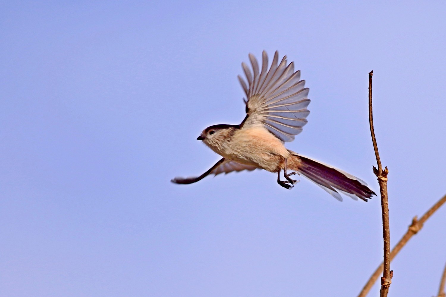 Codibugnolo ( Aegithalos caudatus ) preso al volo