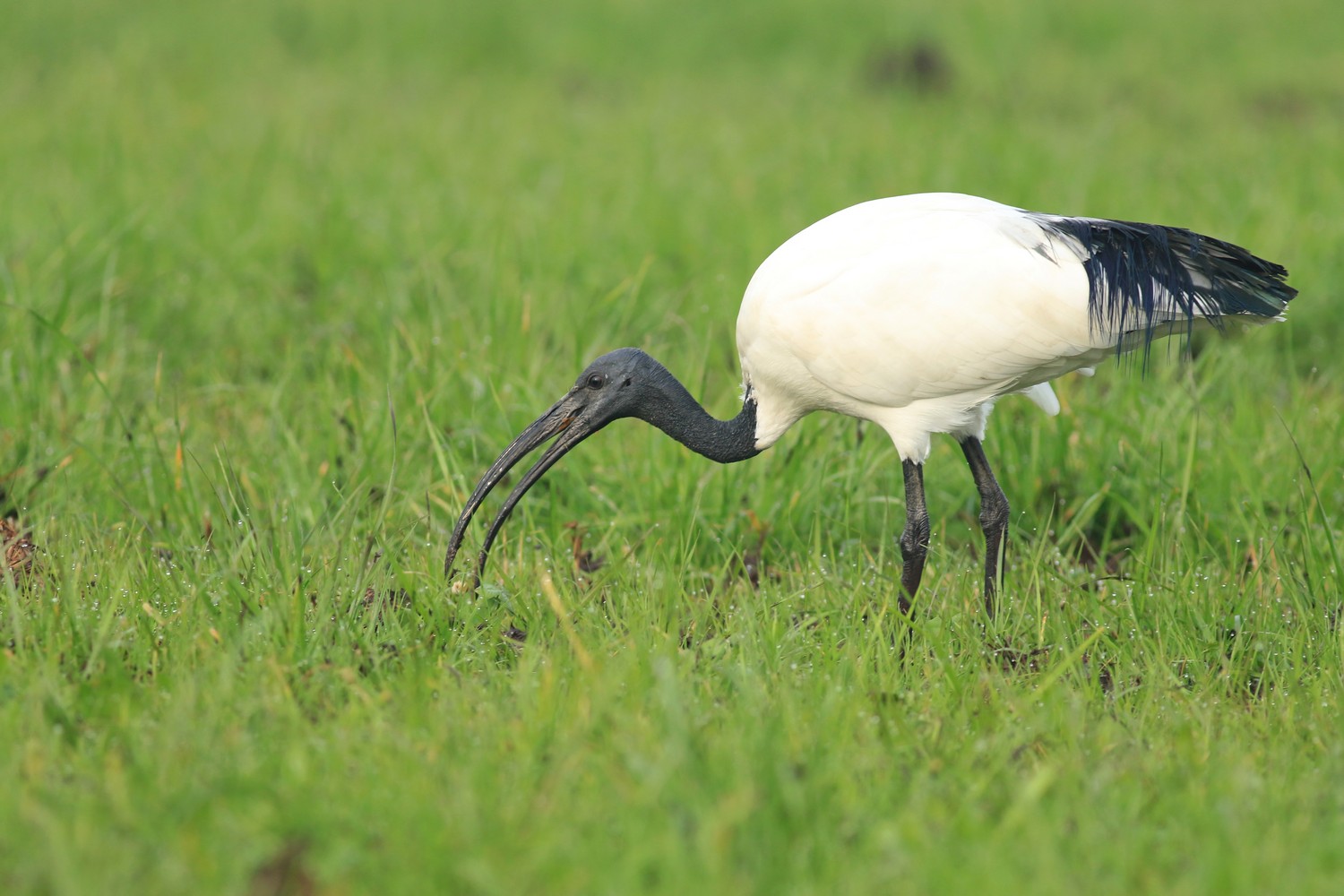 Ibis sacro ( Threskiornis aethiopicus )