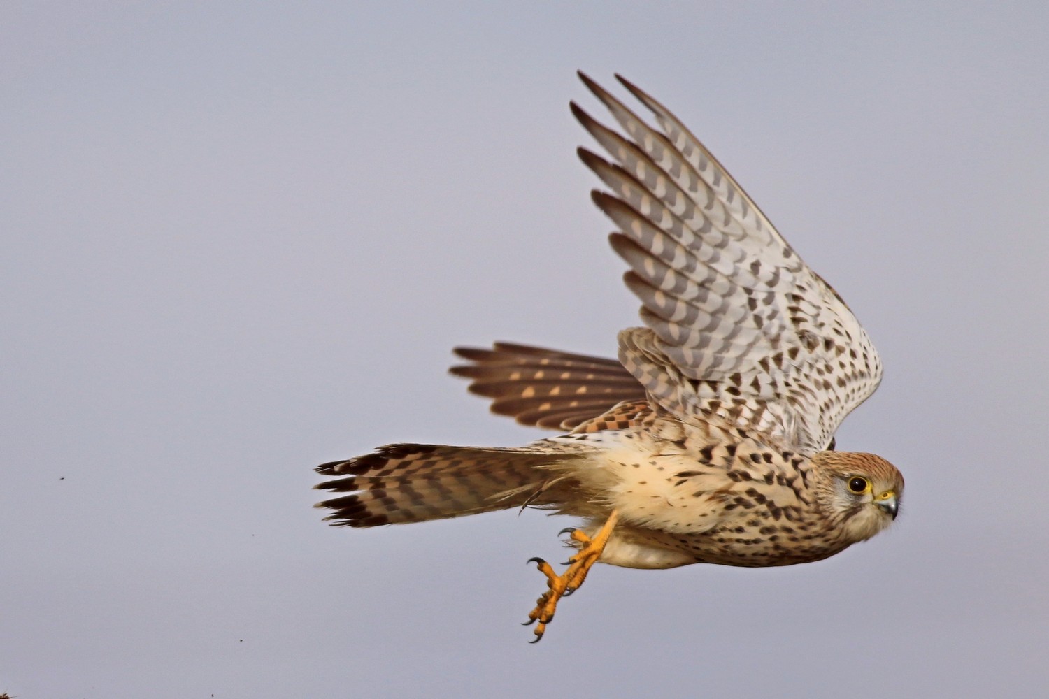 Gheppio ( Falco tinnunculus ) al volo e Auguri