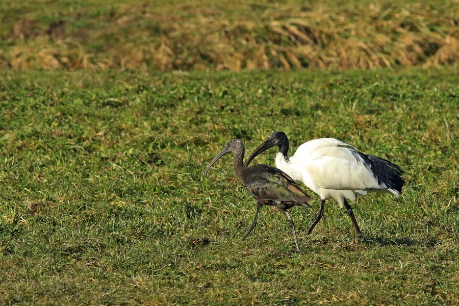 Mignattaio (  Plegadis falcinellus )