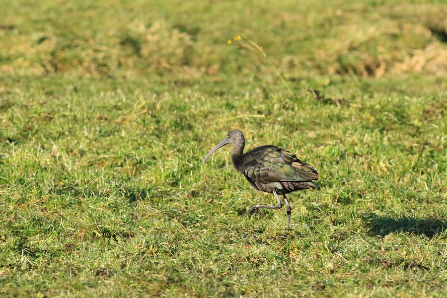 Mignattaio (  Plegadis falcinellus )