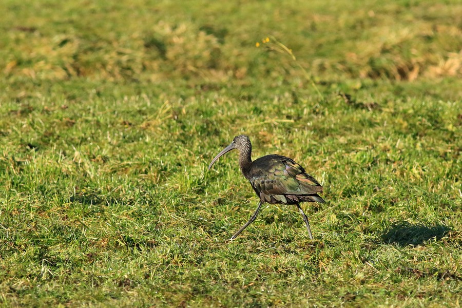 Mignattaio (  Plegadis falcinellus )