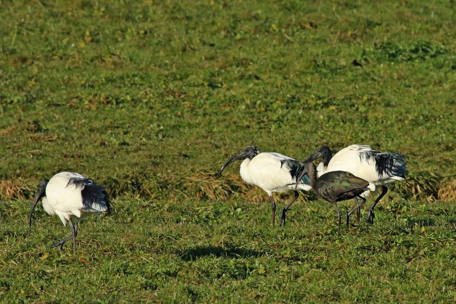 Mignattaio (  Plegadis falcinellus )