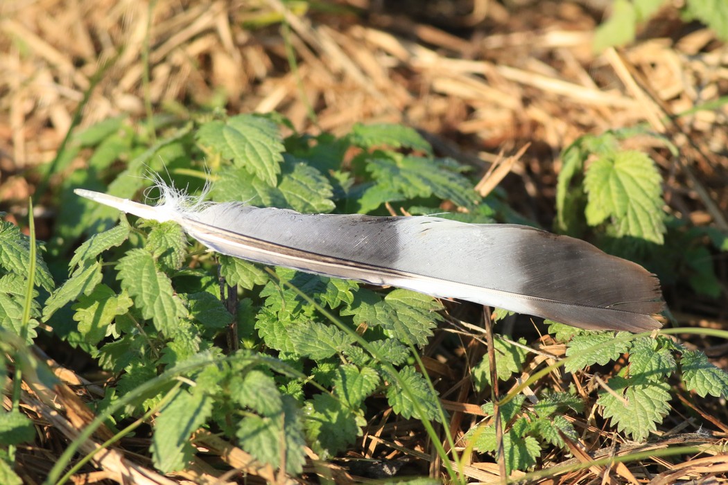 Aiuto identificazione penne