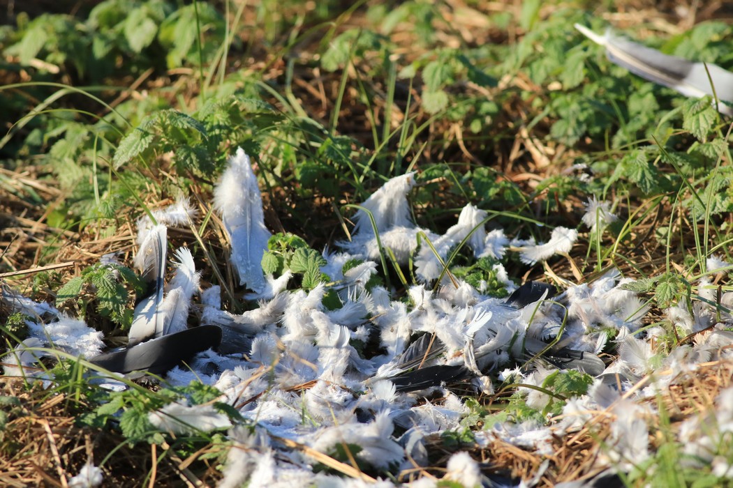 Aiuto identificazione penne