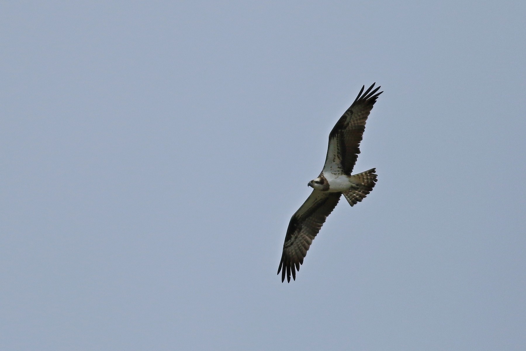 Falco pescatore ( Pandion haliaetus )