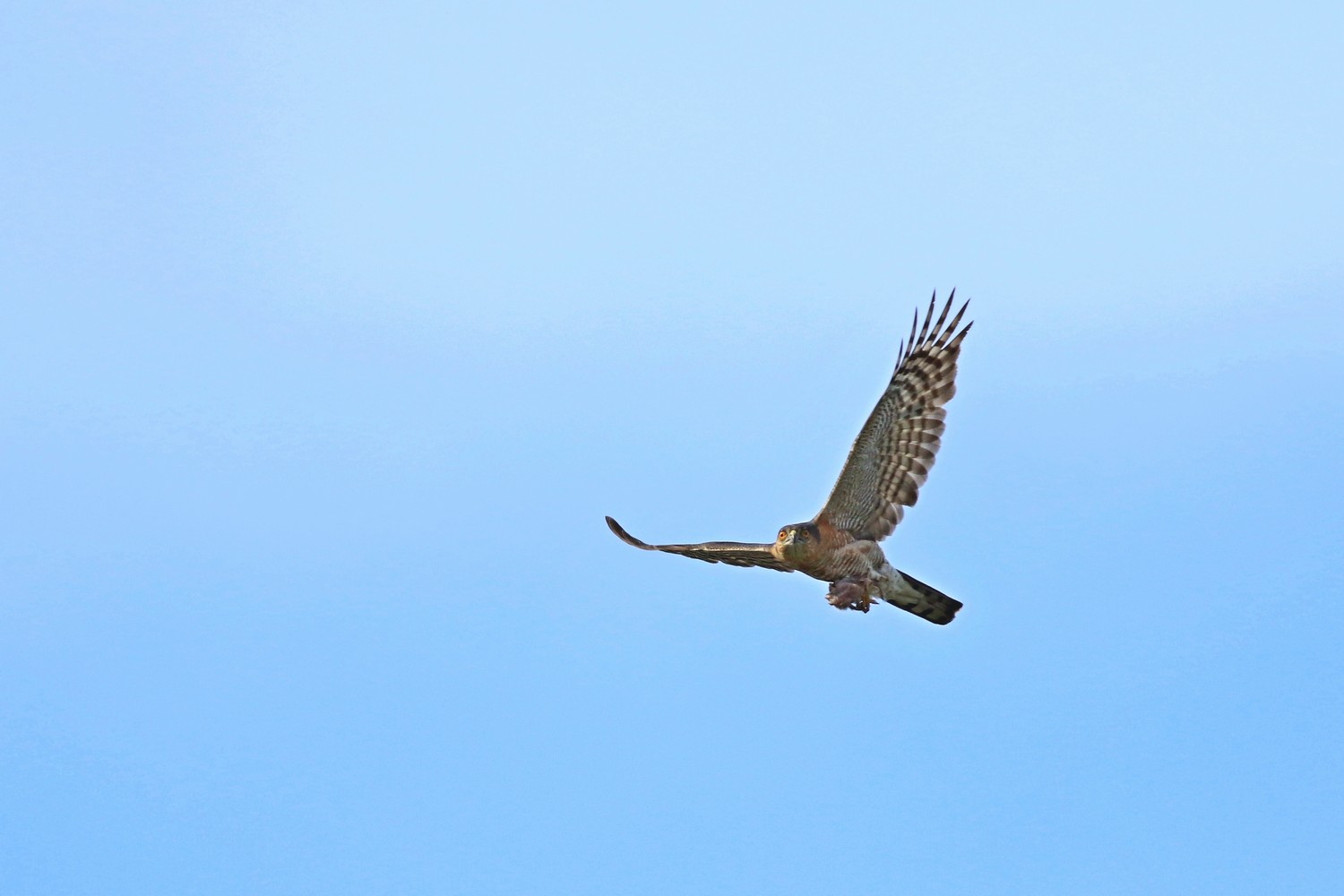 Sparviere ( Accipiter nisus ) con preda