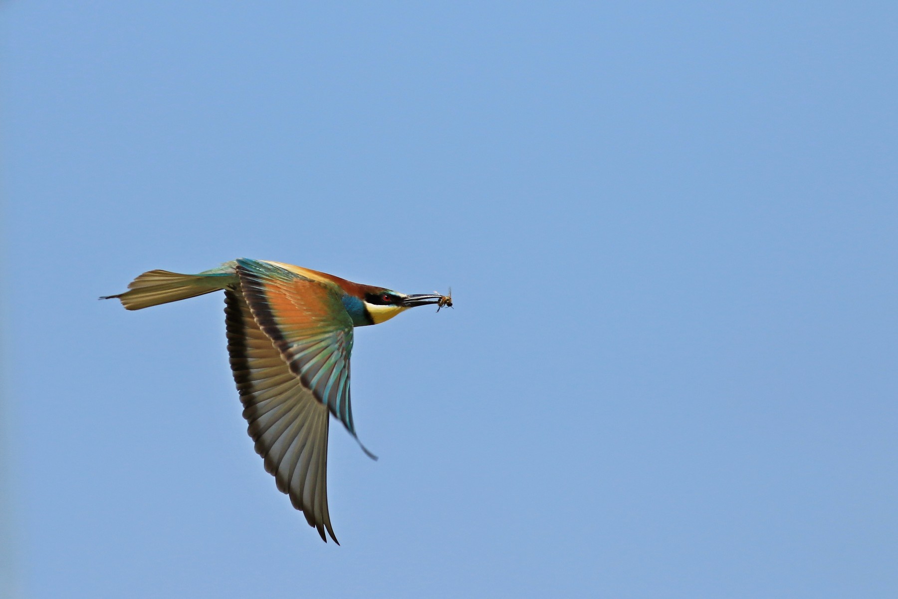 Gruccioni ( Merops apiaster ) presi al volo