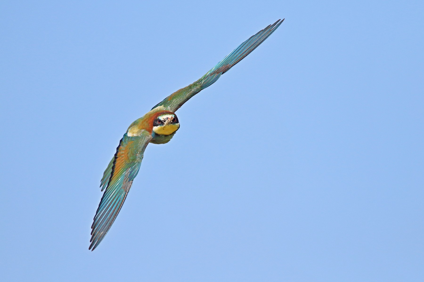 Gruccioni ( Merops apiaster ) presi al volo