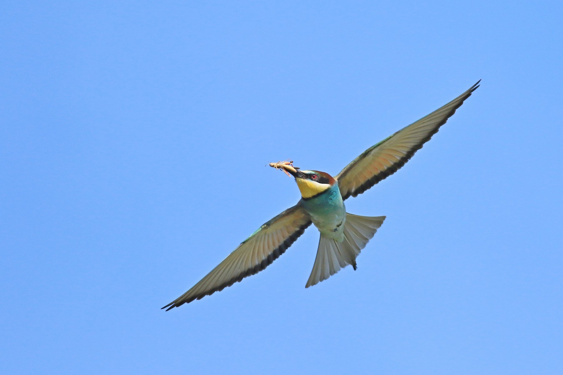 Gruccioni ( Merops apiaster ) presi al volo