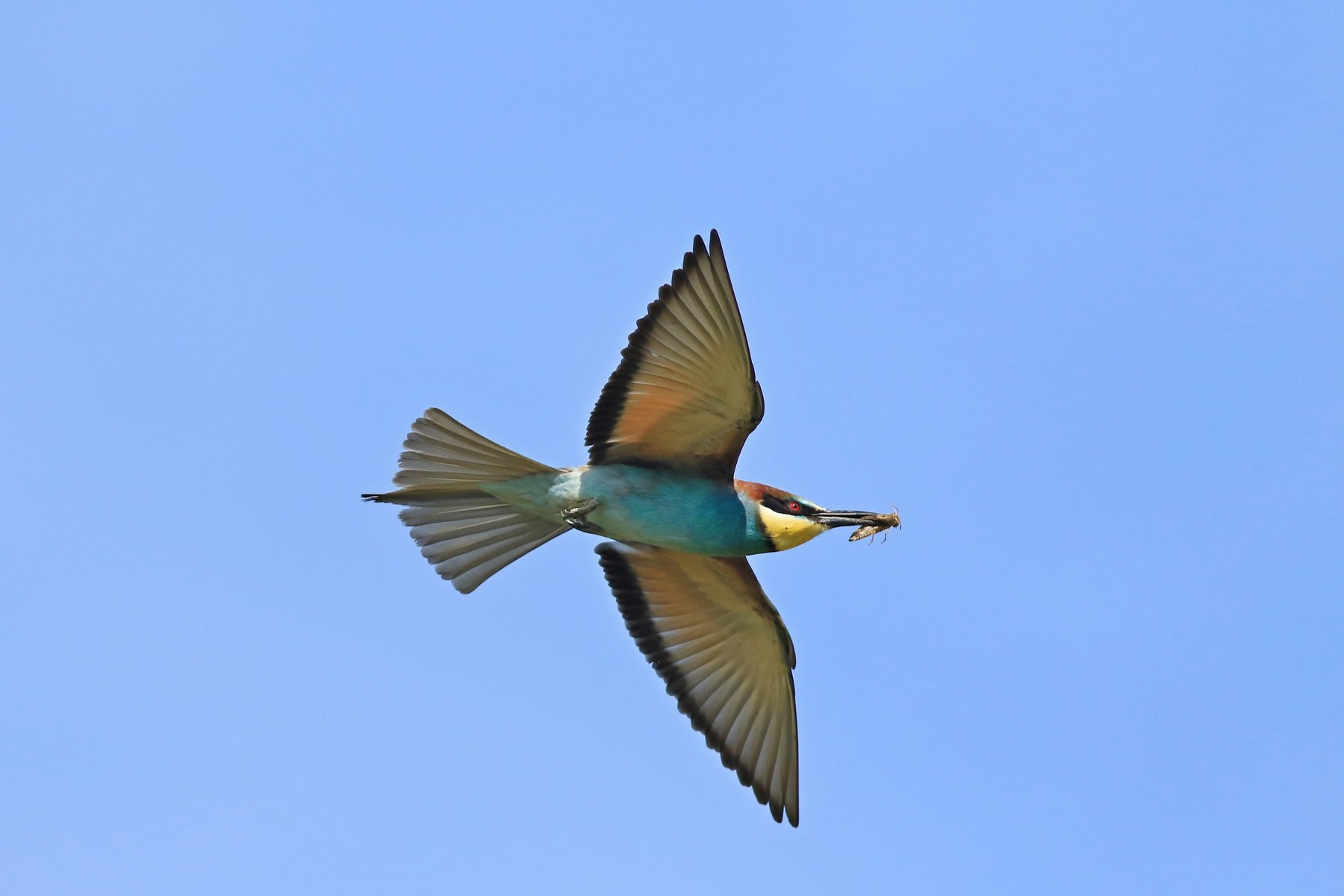 Gruccioni ( Merops apiaster ) presi al volo