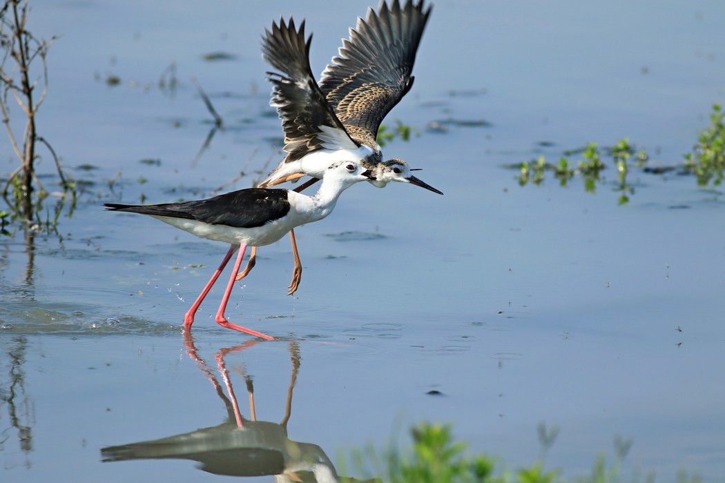 Cavalieri d''Italia ( Himantopus himantopus )  a volte sono terribili