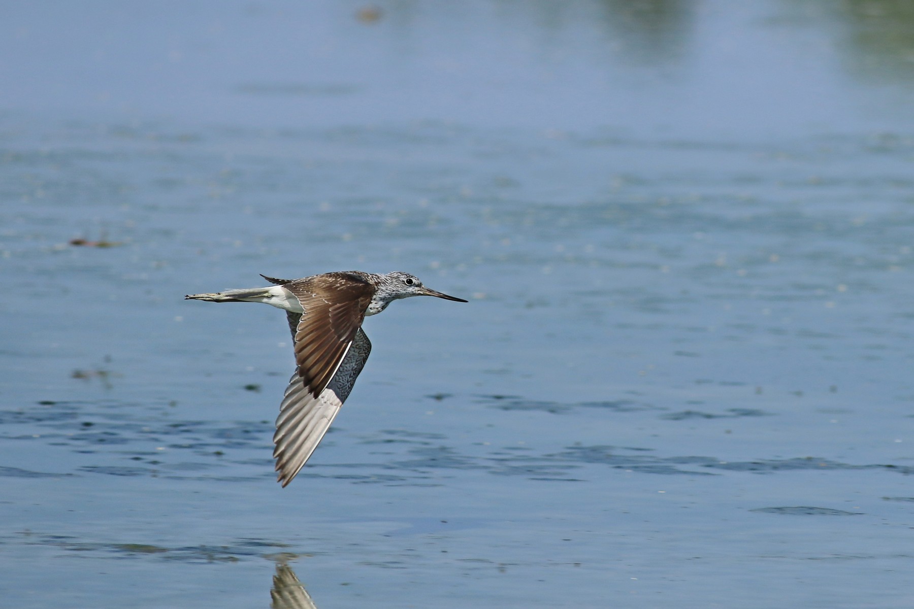 Pantana ( Tringa nebularia ) in volo