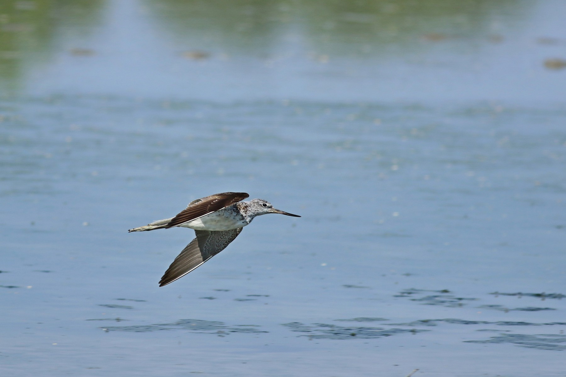 Pantana ( Tringa nebularia ) in volo