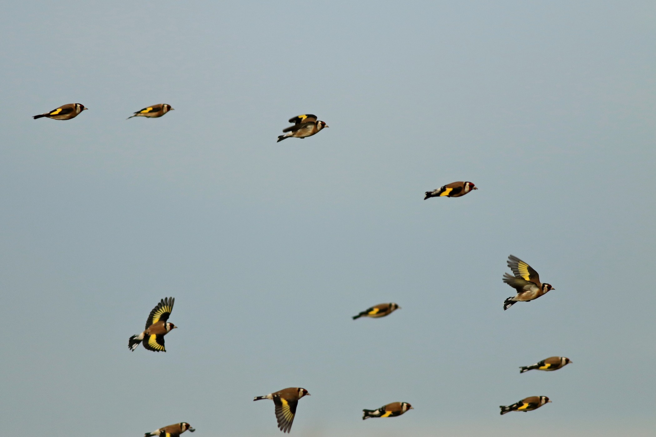 Cardellini ( Carduelis carduelis ) in volo