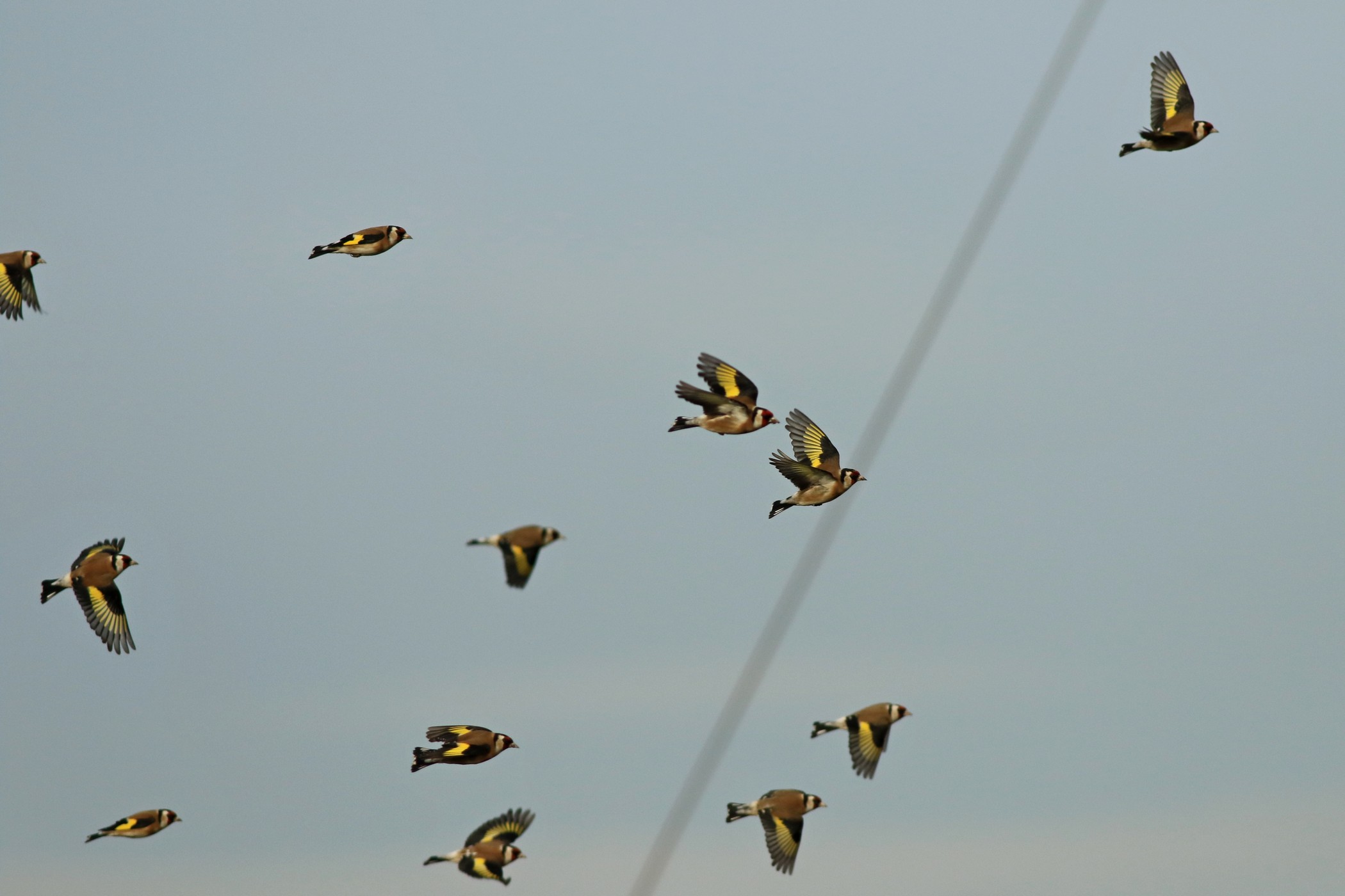 Cardellini ( Carduelis carduelis ) in volo