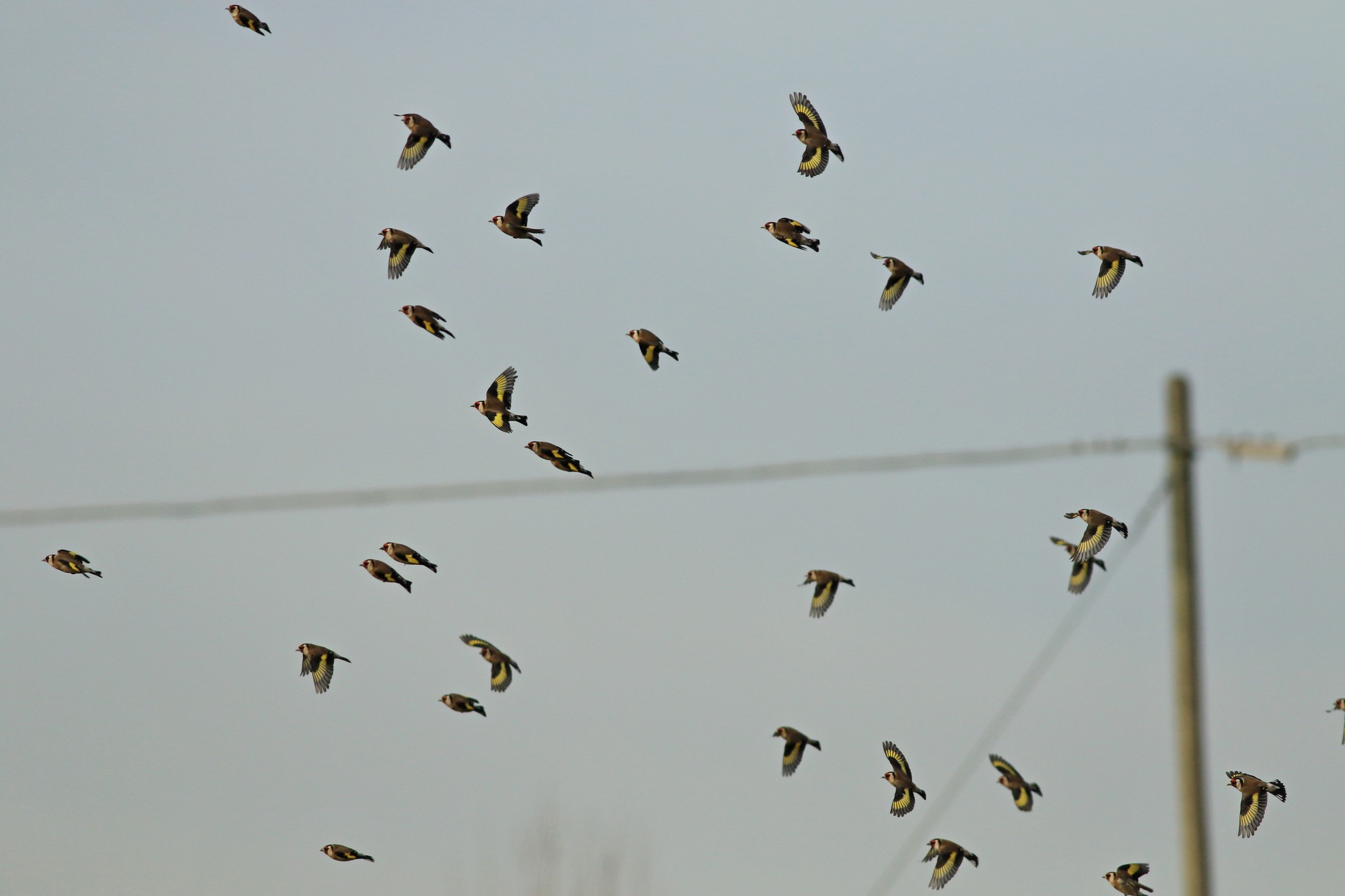 Cardellini ( Carduelis carduelis ) in volo