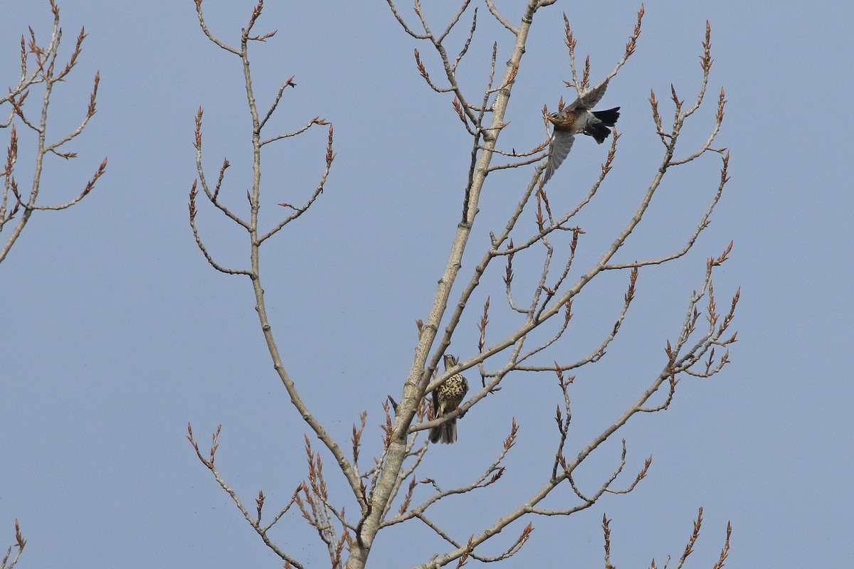 Conferma identificazione - Tordela ( Turdus viscivorus )