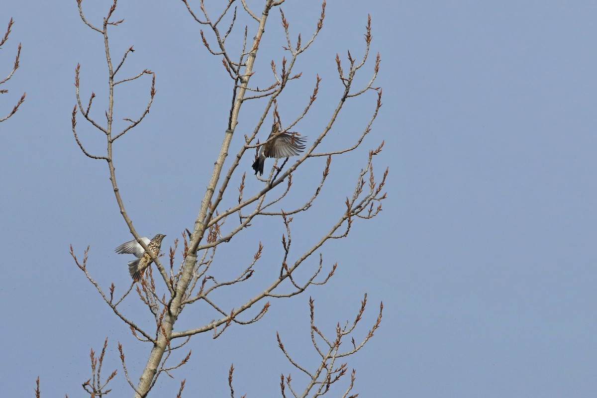 Conferma identificazione - Tordela ( Turdus viscivorus )