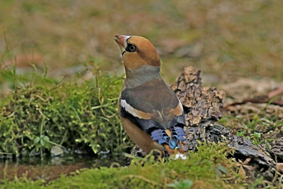 Frosone ( Coccothraustes coccothraustes ) - nel giardino di casa