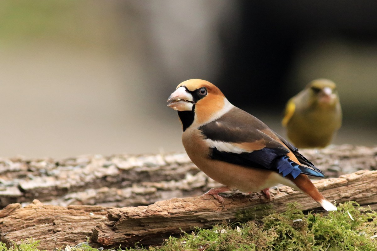 Frosone ( Coccothraustes coccothraustes ) - nel giardino di casa