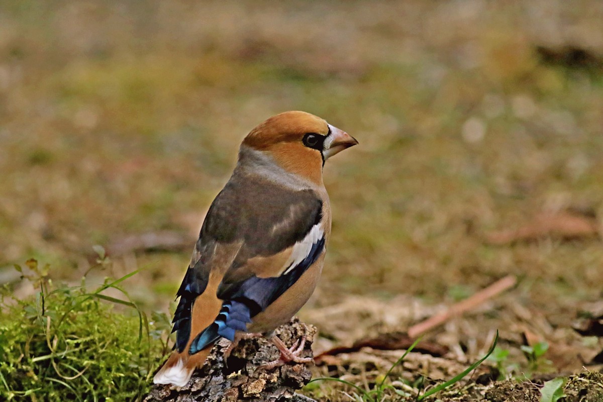 Frosone ( Coccothraustes coccothraustes ) - nel giardino di casa