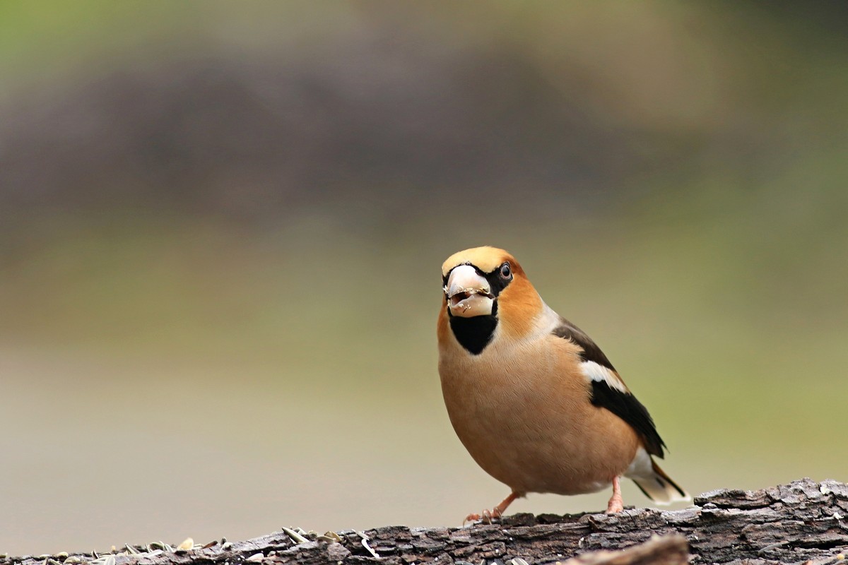 Frosone ( Coccothraustes coccothraustes ) - nel giardino di casa