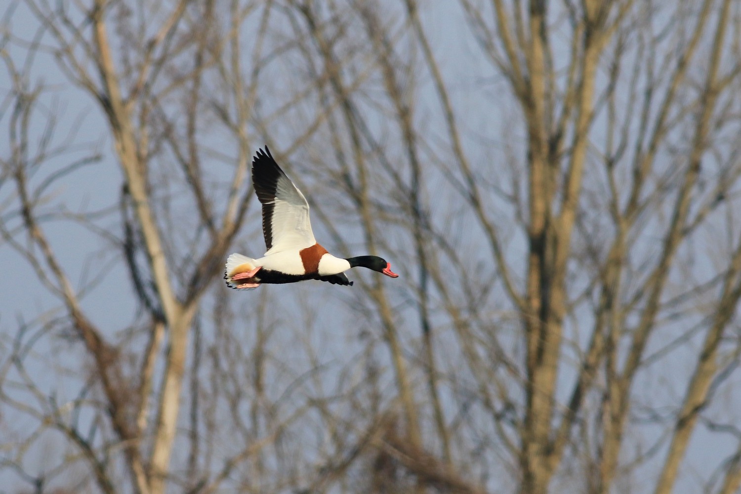 Volpoca (  Tadorna tadorna )