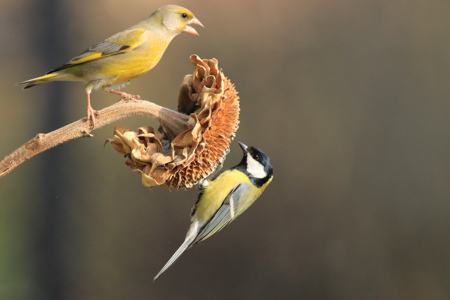 Verdone ( Chloris chloris ) vs Cinciallegra  ( Parus major )