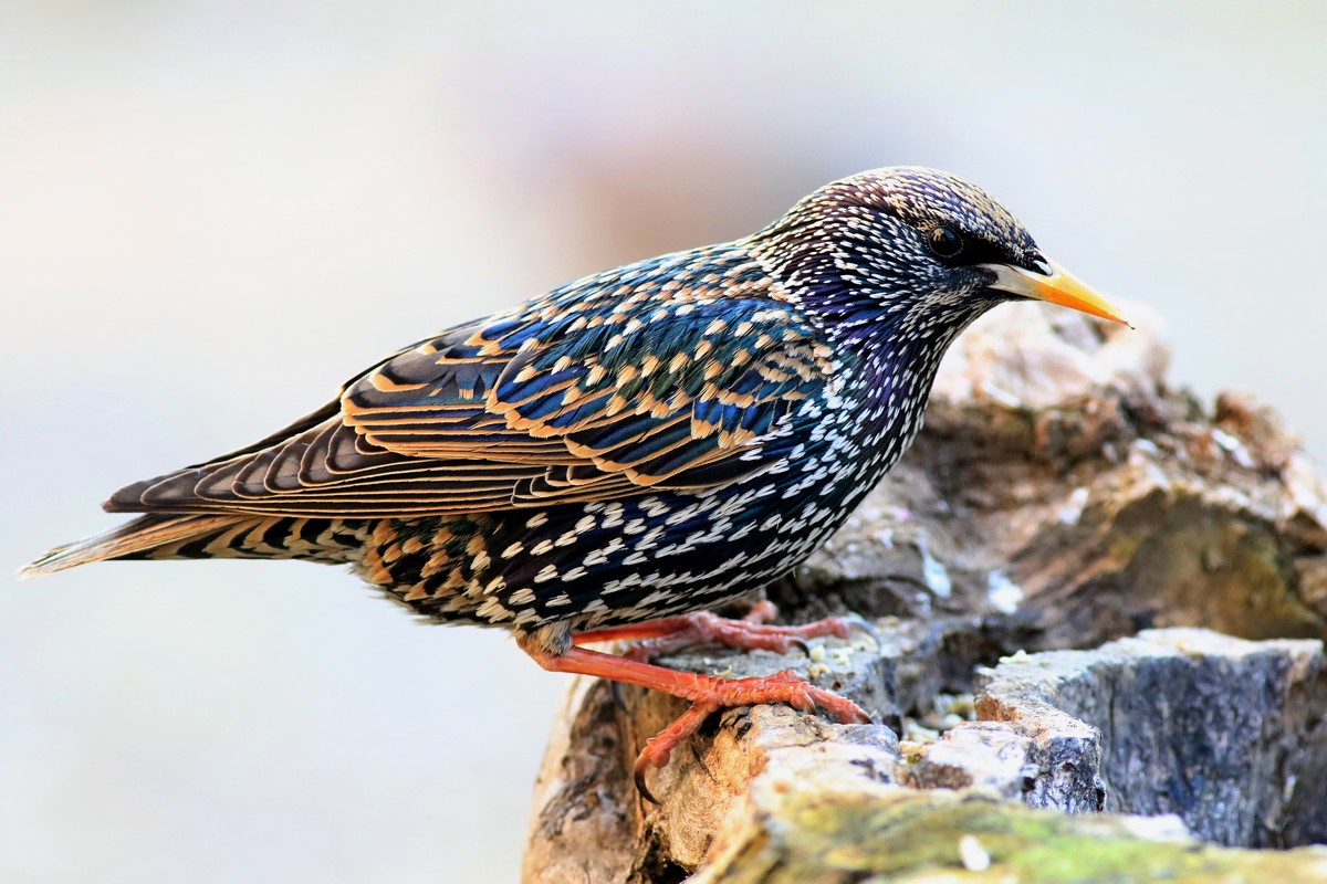 Storno ( Sturnus vulgaris ) in primo piano