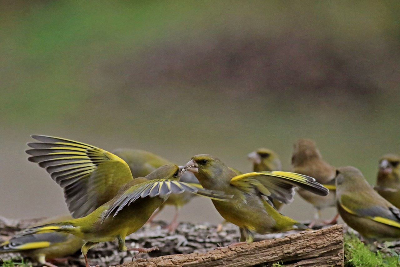 Verdone (Chloris chloris) .... dorme